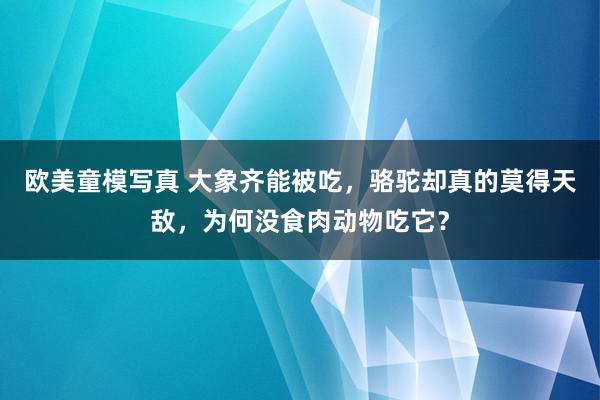 欧美童模写真 大象齐能被吃，骆驼却真的莫得天敌，为何没食肉动物吃它？